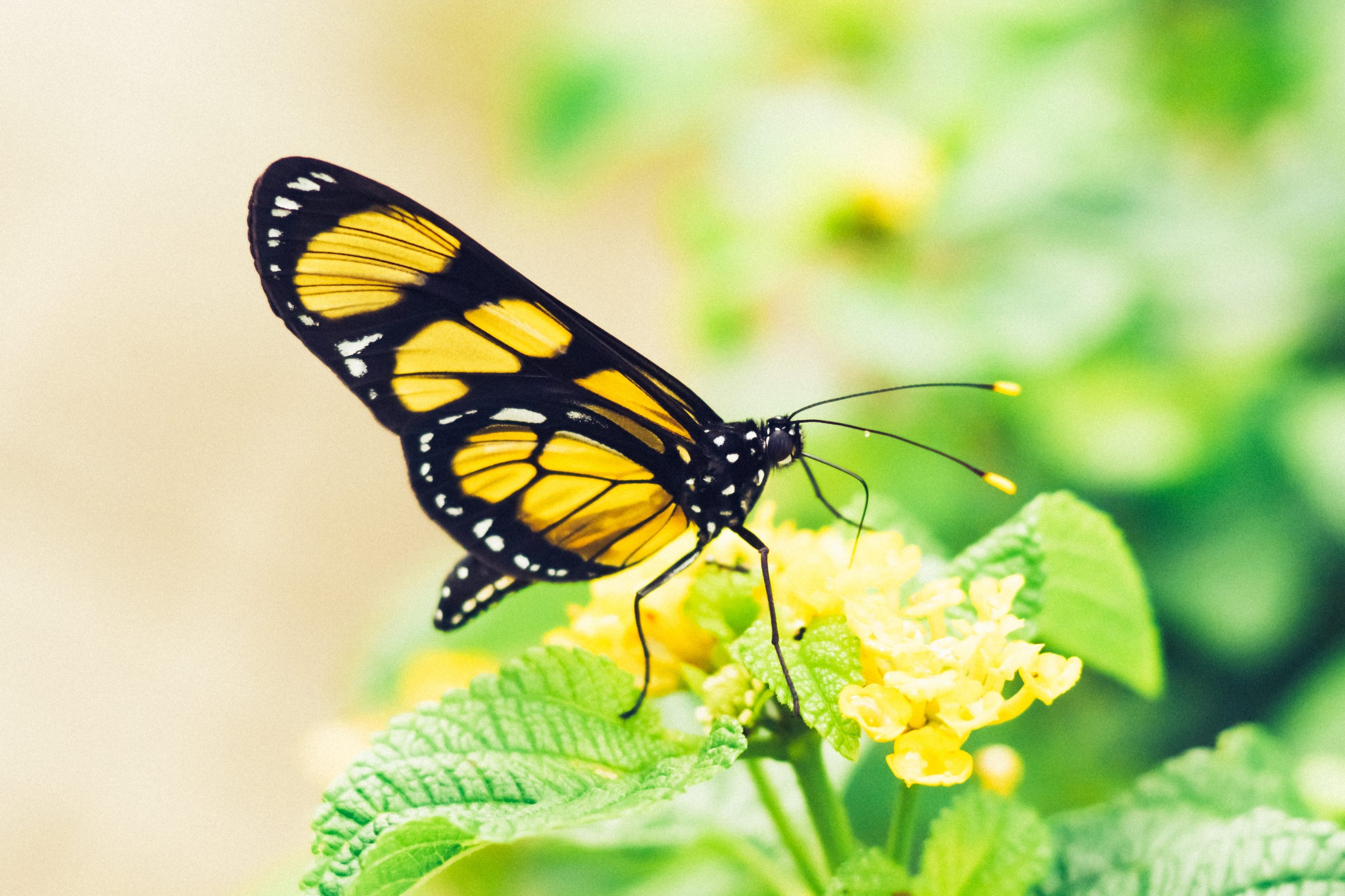 papillon noir et jaune fond vert et jaune - FONDATION